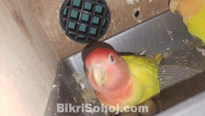 লুটিনো লাভবার্ড পাখি